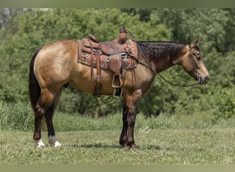 Quarter horse américain, Hongre, 5 Ans, 155 cm, Buckskin