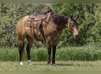 Quarter horse américain, Hongre, 5 Ans, 155 cm, Buckskin