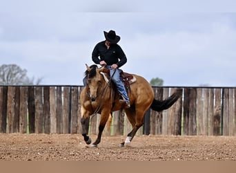 Quarter horse américain, Hongre, 5 Ans, 155 cm, Buckskin