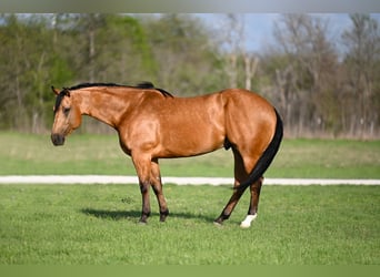 Quarter horse américain, Hongre, 5 Ans, 155 cm, Buckskin
