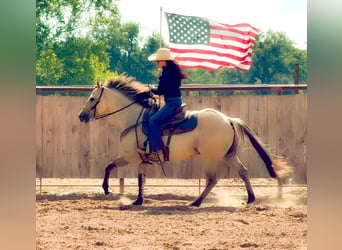 Quarter horse américain, Hongre, 5 Ans, 155 cm, Buckskin
