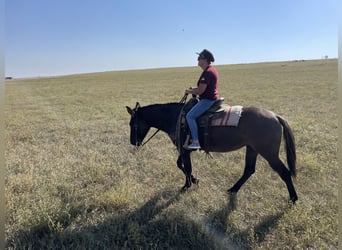 Quarter horse américain, Hongre, 5 Ans, 155 cm, Gris