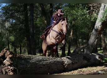 Quarter horse américain, Hongre, 5 Ans, 155 cm, Isabelle