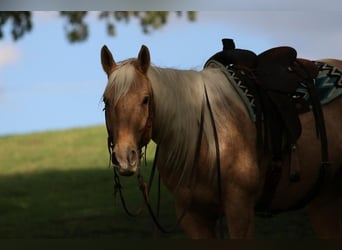 Quarter horse américain, Hongre, 5 Ans, 155 cm, Palomino