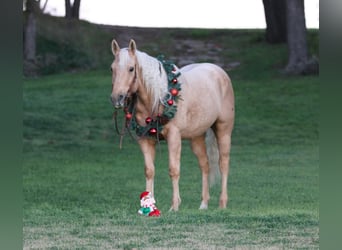 Quarter horse américain, Hongre, 5 Ans, 155 cm, Palomino