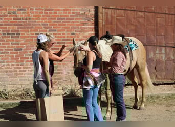 Quarter horse américain, Hongre, 5 Ans, 155 cm, Palomino