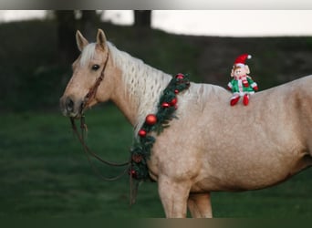 Quarter horse américain, Hongre, 5 Ans, 155 cm, Palomino