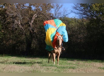 Quarter horse américain, Hongre, 5 Ans, 155 cm, Palomino
