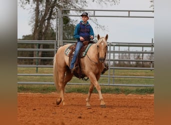 Quarter horse américain, Hongre, 5 Ans, 155 cm, Palomino