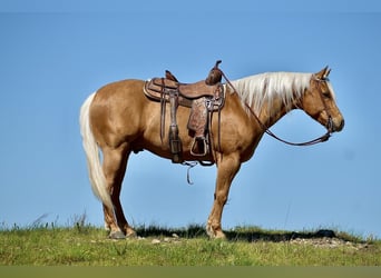 Quarter horse américain, Hongre, 5 Ans, 155 cm, Palomino