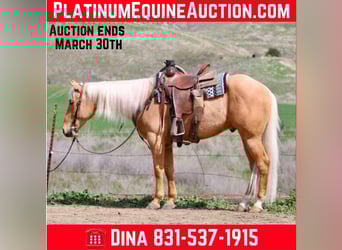 Quarter horse américain, Hongre, 5 Ans, 155 cm, Palomino