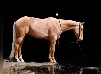 Quarter horse américain, Hongre, 5 Ans, 155 cm, Palomino