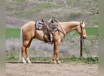 Quarter horse américain, Hongre, 5 Ans, 155 cm, Palomino