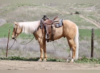 Quarter horse américain, Hongre, 5 Ans, 155 cm, Palomino