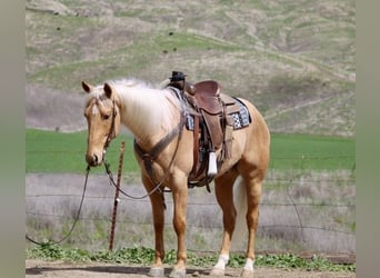 Quarter horse américain, Hongre, 5 Ans, 155 cm, Palomino