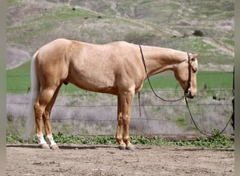 Quarter horse américain, Hongre, 5 Ans, 155 cm, Palomino