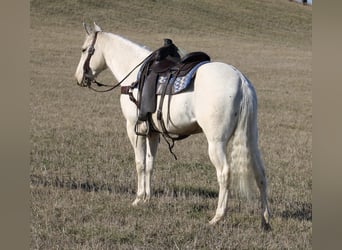 Quarter horse américain, Hongre, 5 Ans, 155 cm, Palomino