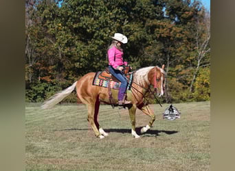 Quarter horse américain, Hongre, 5 Ans, 155 cm, Palomino