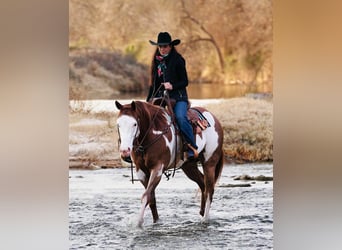 Quarter horse américain Croisé, Hongre, 5 Ans, 155 cm