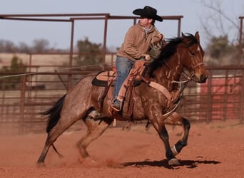 Quarter horse américain, Hongre, 5 Ans, 155 cm, Roan-Bay