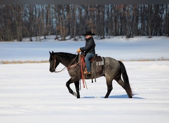 Quarter horse américain, Hongre, 5 Ans, 155 cm, Rouan Bleu