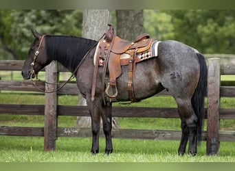 Quarter horse américain, Hongre, 5 Ans, 155 cm, Rouan Bleu