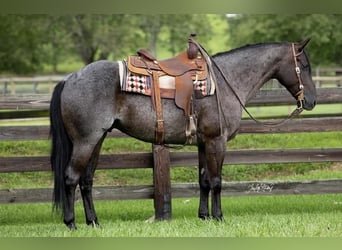 Quarter horse américain, Hongre, 5 Ans, 155 cm, Rouan Bleu