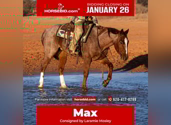 Quarter horse américain, Hongre, 5 Ans, 155 cm, Rouan Rouge