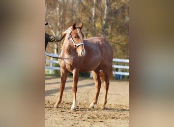 Quarter horse américain, Hongre, 5 Ans, 155 cm, Rouan Rouge