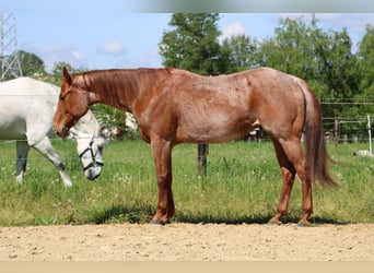 Quarter horse américain, Hongre, 5 Ans, 155 cm, Rouan Rouge