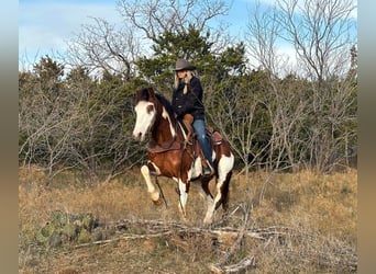 Quarter horse américain, Hongre, 5 Ans, 155 cm, Tobiano-toutes couleurs