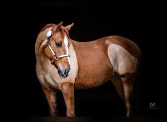 Quarter horse américain, Hongre, 5 Ans, 156 cm, Alezan dun