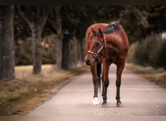 Quarter horse américain, Hongre, 5 Ans, 156 cm, Bai