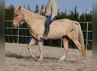 Quarter horse américain, Hongre, 5 Ans, 156 cm, Palomino