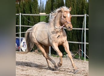 Quarter horse américain, Hongre, 5 Ans, 156 cm, Palomino