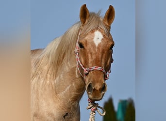 Quarter horse américain, Hongre, 5 Ans, 156 cm, Palomino