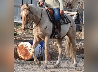 Quarter horse américain, Hongre, 5 Ans, 156 cm, Palomino