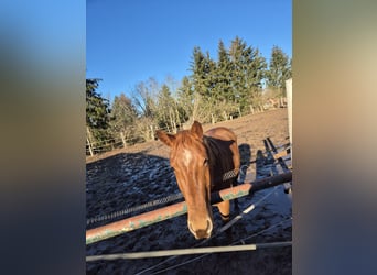 Quarter horse américain, Hongre, 5 Ans, 157 cm, Alezan