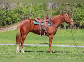 Quarter horse américain, Hongre, 5 Ans, 157 cm, Alezan cuivré