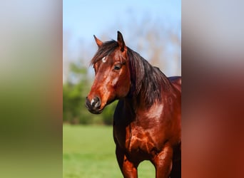 Quarter horse américain, Hongre, 5 Ans, 157 cm, Bai cerise