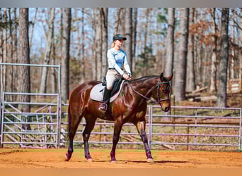 Quarter horse américain, Hongre, 5 Ans, 157 cm, Bai cerise