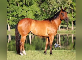 Quarter horse américain, Hongre, 5 Ans, 157 cm, Bai cerise