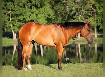 Quarter horse américain, Hongre, 5 Ans, 157 cm, Bai cerise