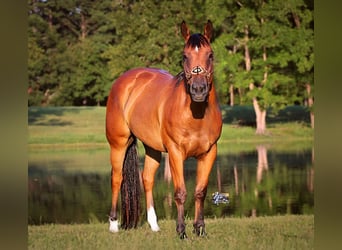 Quarter horse américain, Hongre, 5 Ans, 157 cm, Bai cerise