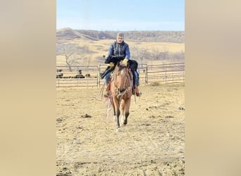 Quarter horse américain, Hongre, 5 Ans, 157 cm, Bai cerise
