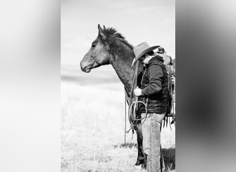 Quarter horse américain, Hongre, 5 Ans, 157 cm, Bai cerise