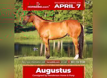 Quarter horse américain, Hongre, 5 Ans, 157 cm, Bai cerise