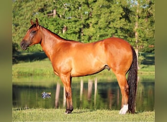 Quarter horse américain, Hongre, 5 Ans, 157 cm, Bai cerise