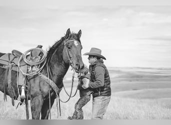 Quarter horse américain, Hongre, 5 Ans, 157 cm, Bai cerise