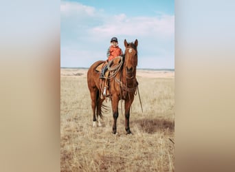 Quarter horse américain, Hongre, 5 Ans, 157 cm, Bai cerise